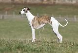 WHIPPET 327